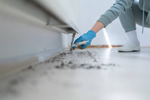 Best Local Pest Control Services  in Purvis, MS